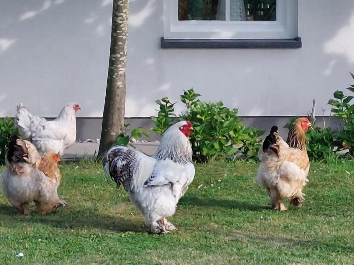 De Tulp Bed & Breakfast Noordgouwe Dış mekan fotoğraf