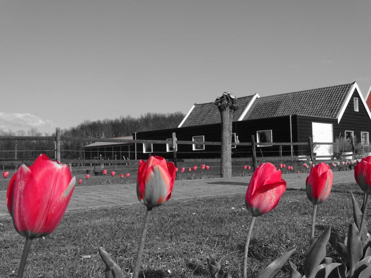 De Tulp Bed & Breakfast Noordgouwe Dış mekan fotoğraf